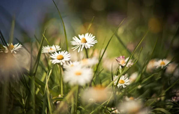 Picture field, summer, grass, flowers, background, Wallpaper, glade, chamomile