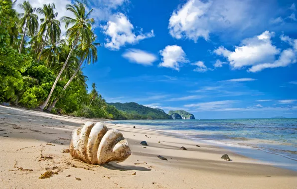 Picture sand, sea, wave, beach, clouds, palm trees, shore, shell