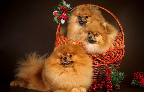 Picture decoration, basket, new year, dog