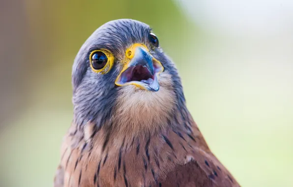 Picture close-up, bird, surprise, beak, close-up, bird, handsome, blurred background