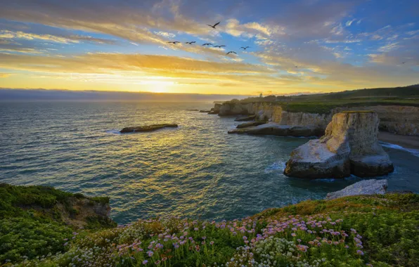 Picture landscape, sunset, flowers, birds, nature, the ocean, rocks, CA