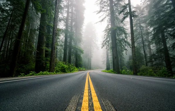 Road, forest, trees, nature, fog, markup, highway, USA