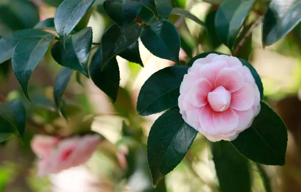 Picture leaves, flowers, branches, pink, bokeh, Camellia