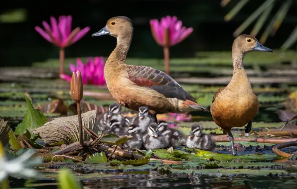 Flowers, birds, duck, ducklings, Chicks, water Lily