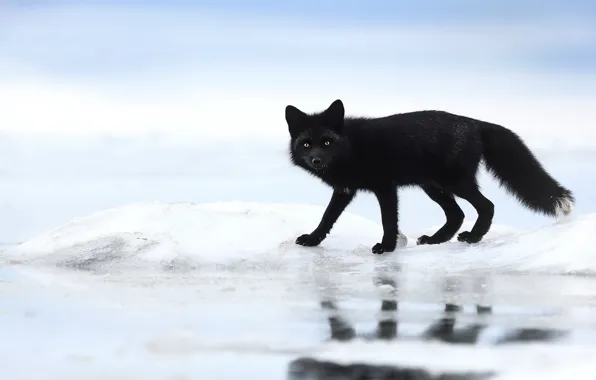 Winter, the sky, look, water, snow, nature, pose, reflection