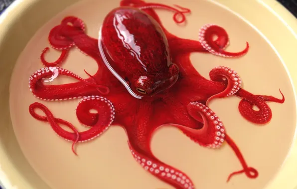Water, red, art, octopus, plate