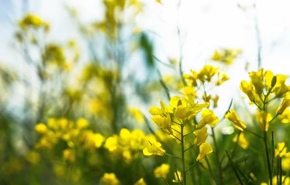 Picture flowers, yellow, petals, a lot