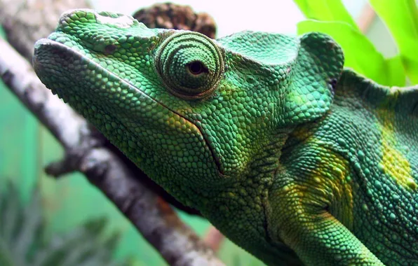Picture eyes, branch, jungle, iguana, green