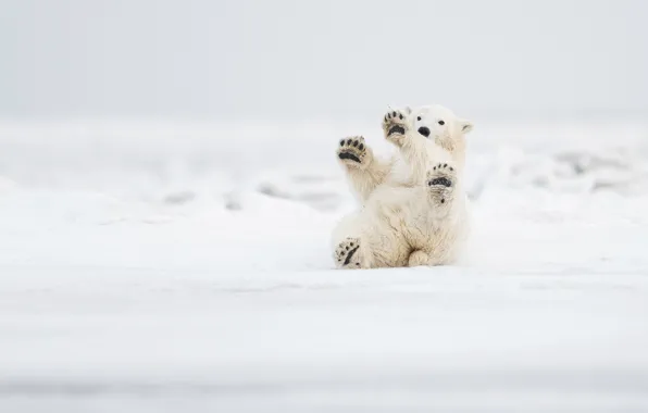 Picture snow, the game, paws, Alaska, bear, Polar bear, Polar bear