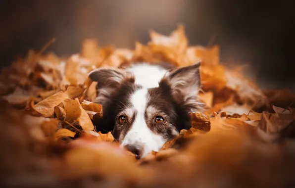 Autumn, look, face, leaves, foliage, dog, The border collie