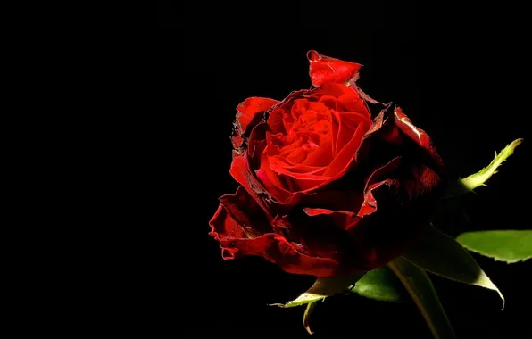 Flower, light, rose, red rose, black background