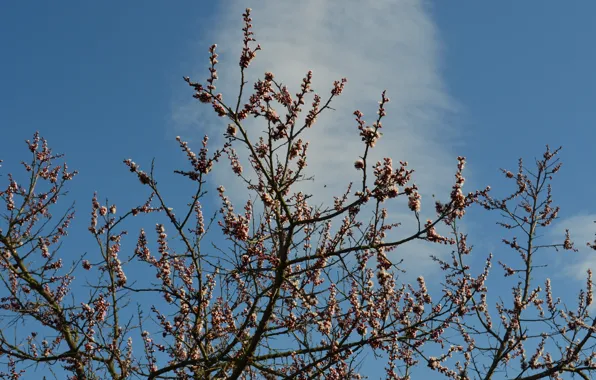 Spring, kidney, blossoming apricot, the tree of heaven