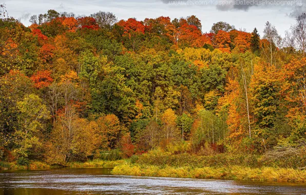 Autumn, water, trees, colorful
