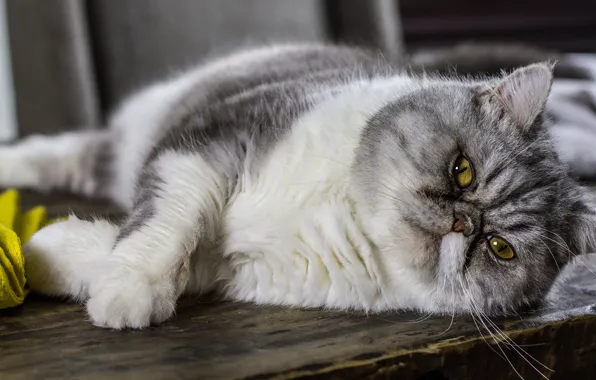 Picture cat, cat, look, pose, grey, Board, lies, Persian