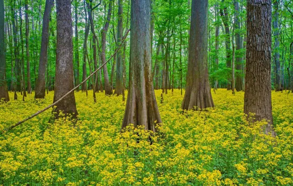 Picture forest, trees, flowers, South Carolina, USA, Congaree National Park