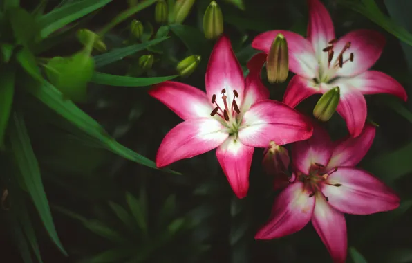 Picture leaves, Lily, petals, buds
