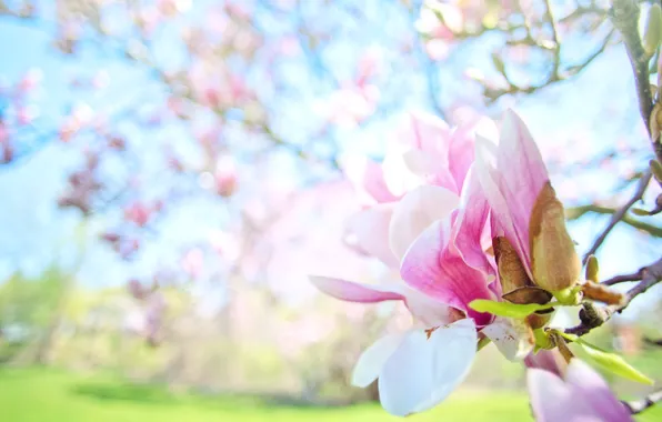 Leaves, light, flowers, branches, background, spring, buds, flowering