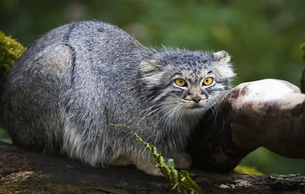 Picture look, face, nature, pose, wild cat, manul