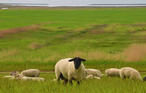 Field, grass, sheep, pasture, sheep, sheep, pond, sheep