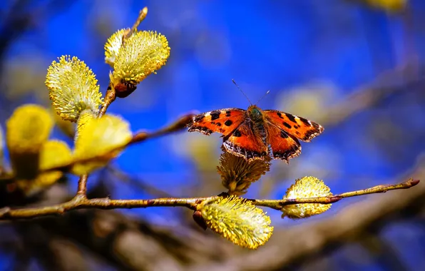 Picture the sky, nature, butterfly, branch, spring, Verba