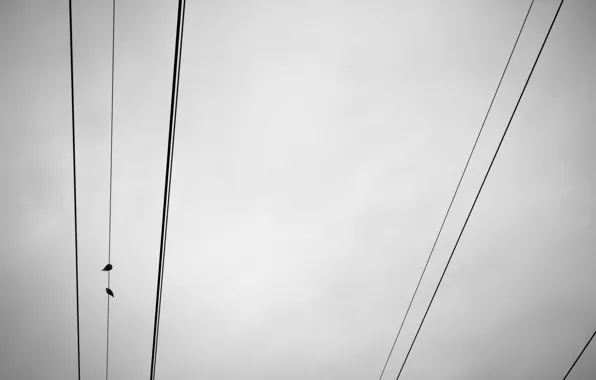 The sky, birds, wire, minimalism