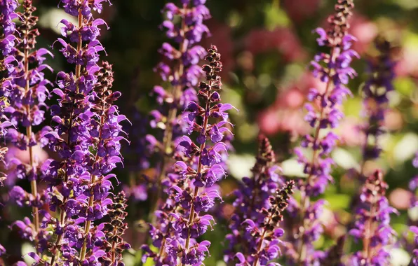 Purple, blooming, sage