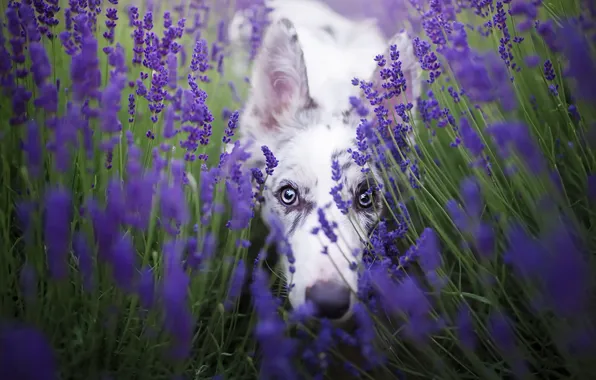 Look, each, dog, lavender