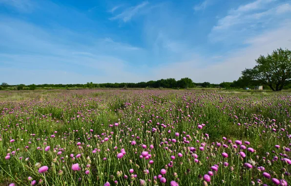 Field, flowers, meadow
