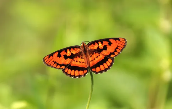 Microsemi, butterfly, wings, insect, beautiful, closeup