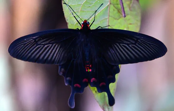 Butterfly, wings, insect, green leaf