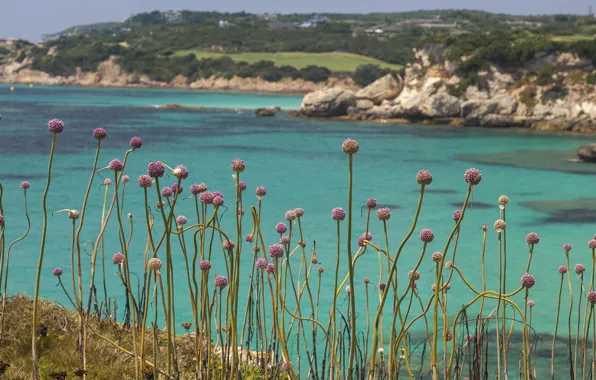 Sea, rocks, France, plant, bow, Corsica, Bonifacio