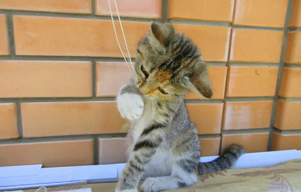 Cat, the game, kitty, thread, meduzanol ©
