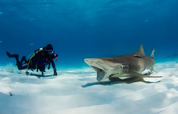 Fish, people, shark, the diver