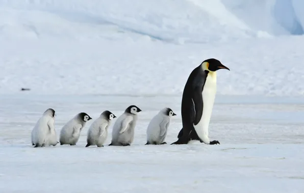 Picture father, family, mother, Emperor Penguins
