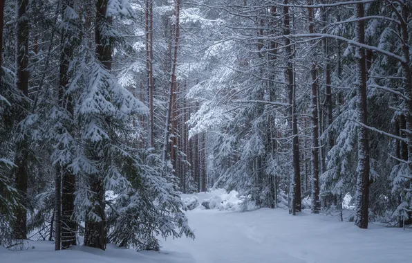 Forest, snow, nature, twilight, Evgeny Smolsky
