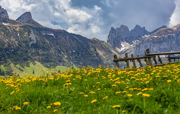 Mountains, Alps, dandelions