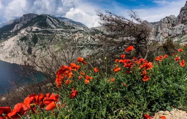 Sea, summer, the sky, clouds, flowers, mountains, branches, rocks