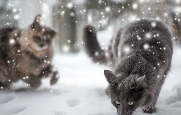Winter, cat, snow