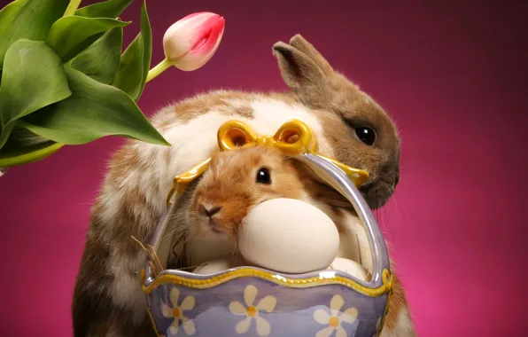 Tulip, eggs, rabbits, basket
