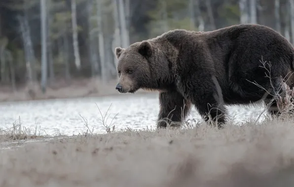 Picture forest, shore, bear, walk, pond