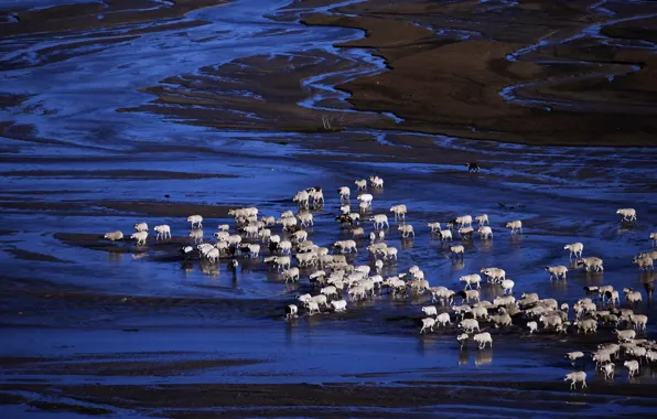 Nature, river, sheep