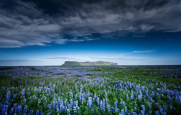 Field, flowers, mountains, nature