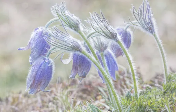 Flowers, glade, spring, lilac, cross