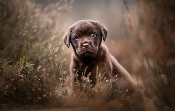 Look, branches, nature, pose, portrait, dog, blur, baby