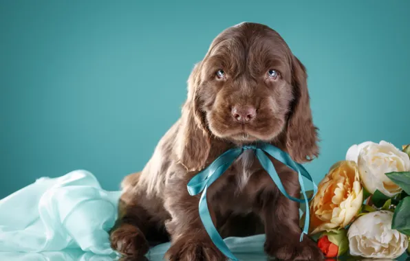 Flowers, bow, Spaniel