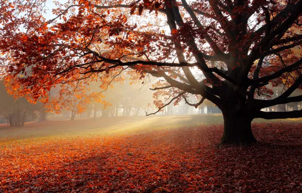 Autumn, landscape, nature, Park, lonely tree, landscape, nature, park