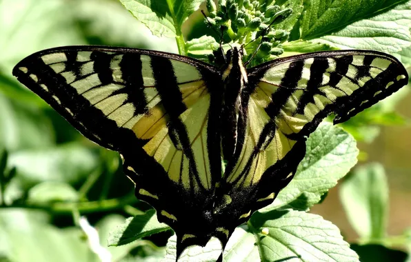 Leaves, microsemi, butterfly, wings, insect, beautiful, closeup