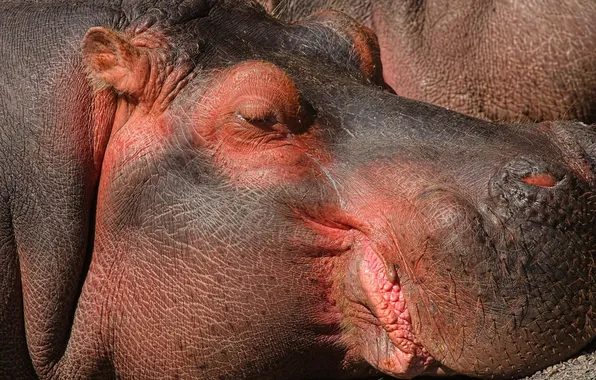 Picture Hippo, Africa, Hippo