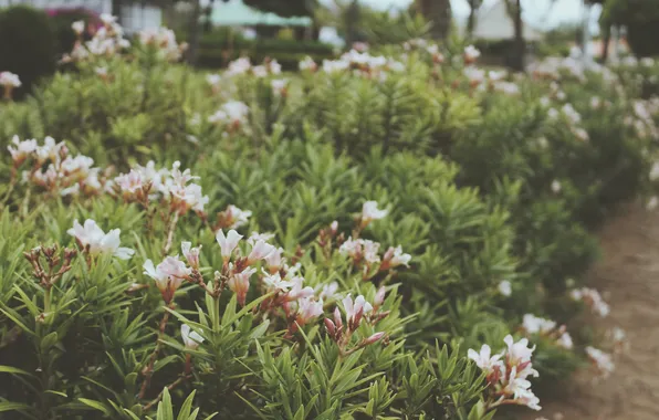 Picture flowers, petals, white