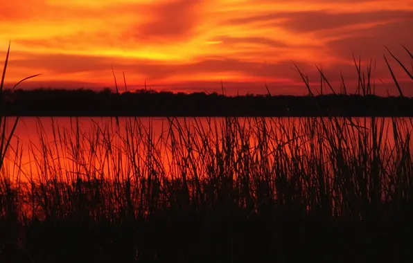 Sunset, river, mirror, the bushes, orange sky, On the banks of the river